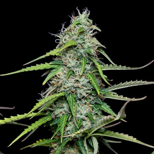 Gorilla Glue Automatic Samen