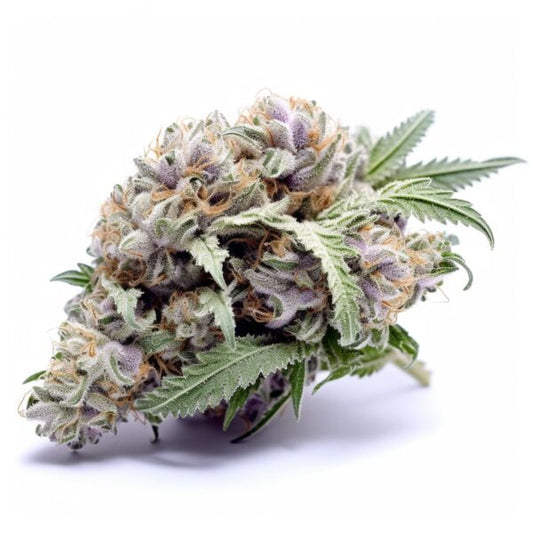 Gorilla Glue Automatic Samen