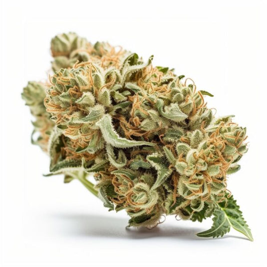 O.G. Kush feminisiert Samen