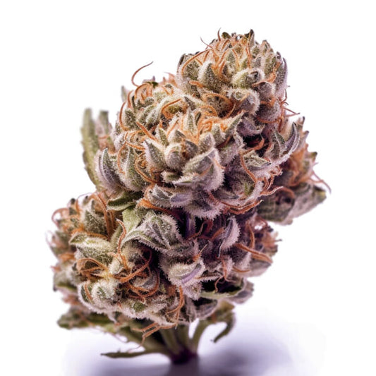Purple Haze feminisiert Samen