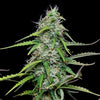 Gorilla Glue Automatic Samen