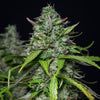Gorilla Glue Automatic Samen